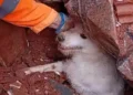 Em meio aos escombros, bombeiros resgatam cachorro que ficou soterrado após desabamento