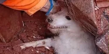 Em meio aos escombros, bombeiros resgatam cachorro que ficou soterrado após desabamento