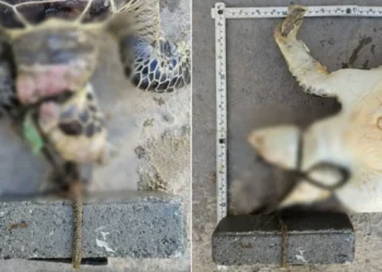 Tartaruga marinha é encontrada sem vida com concreto preso ao pescoço no Litoral de SC