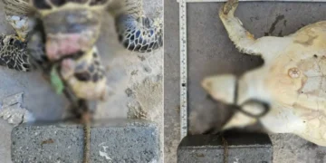 Tartaruga marinha é encontrada sem vida com concreto preso ao pescoço no Litoral de SC