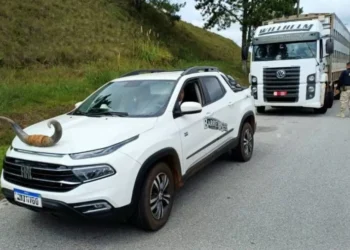 Picape é flagrada com “chifre de boi” no capô durante fiscalização da PRF em SC