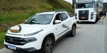 Picape é flagrada com “chifre de boi” no capô durante fiscalização da PRF em SC