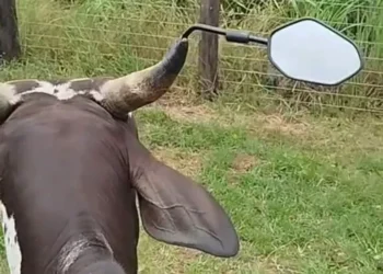 Boi aparece “regularizado” com retrovisores nos chifres e chama atenção na internet