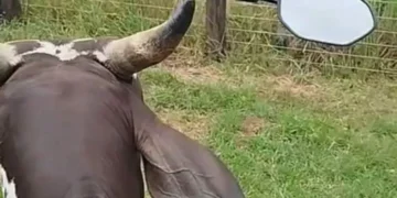 Boi aparece “regularizado” com retrovisores nos chifres e chama atenção na internet