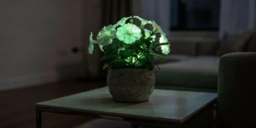 A planta que brilha no escuro e pode decorar a sala de casa