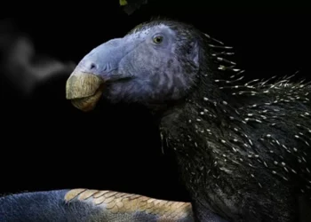 Dinossauro com 125 milhões de anos e picos idênticos ao porco-espinho descoberto na China