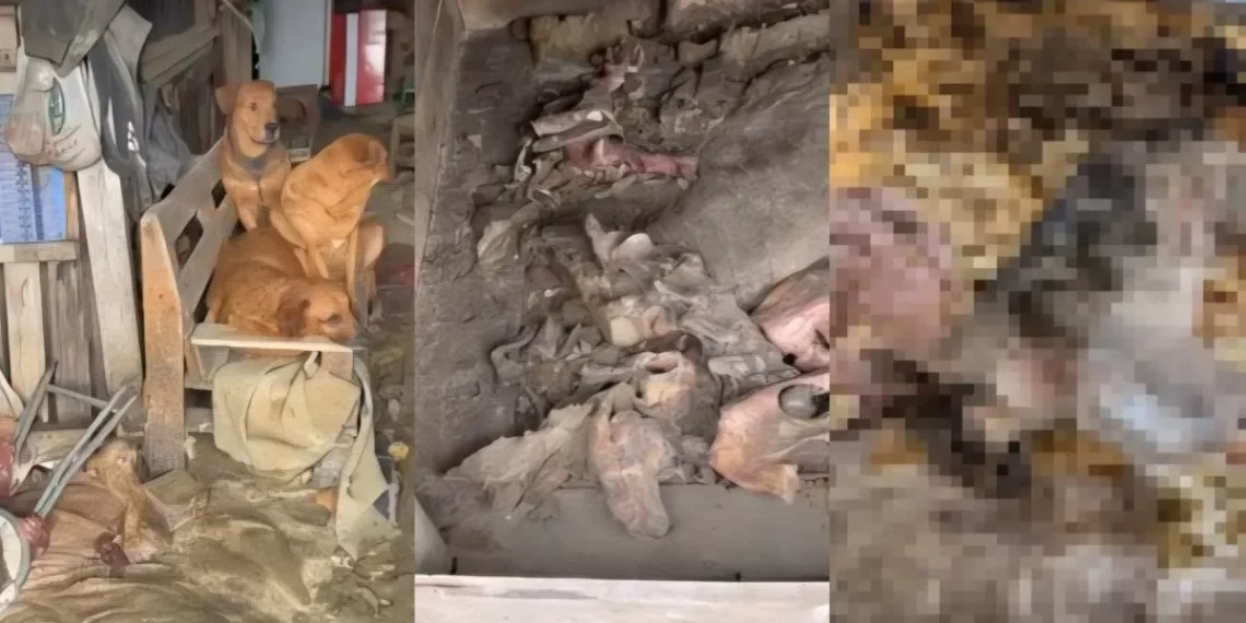 Justiça de SC aceita denúncia e torna réu homem acusado de manter cães mortos congelados em freezer