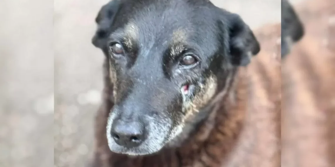 Perícia não consegue apontar o que causou a morte do cão Orelha em SC