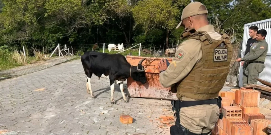 Polícia inicia operação para impedir farra do boi em Santa Catarina; organizadores podem receber multa de R$ 20 mil