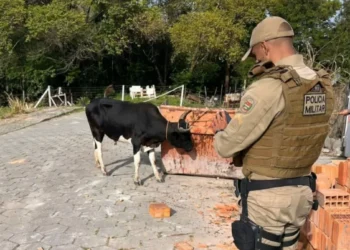 Polícia inicia operação para impedir farra do boi em Santa Catarina; organizadores podem receber multa de R$ 20 mil